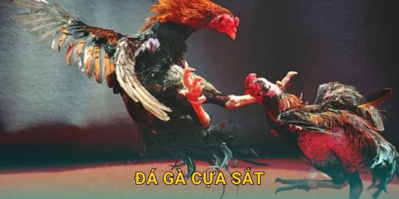 Đá Gà Cựa Sắt – Trận Đấu Tốc Độ Cao Cho Người Đam Mê