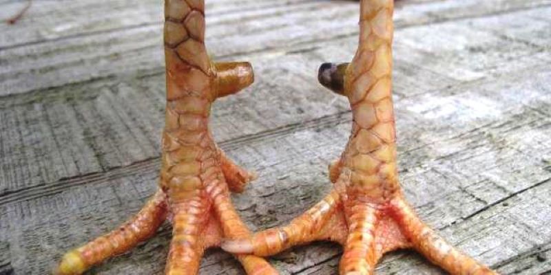 Dấu hiệu nhận diện vảy gà chọi độc chính xác