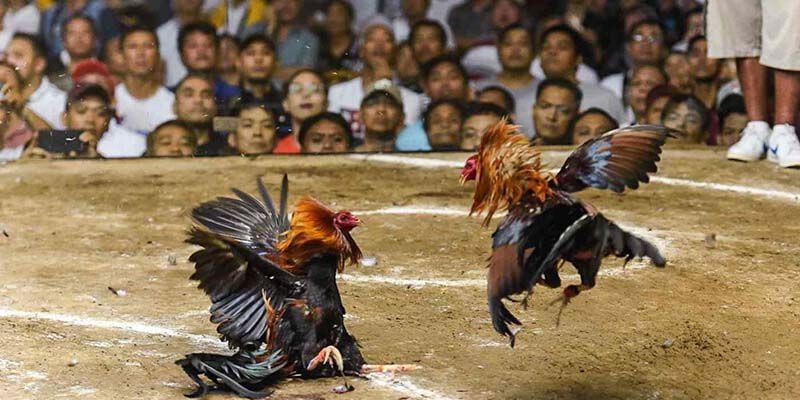 Tổng quan về đá gà cựa sắt