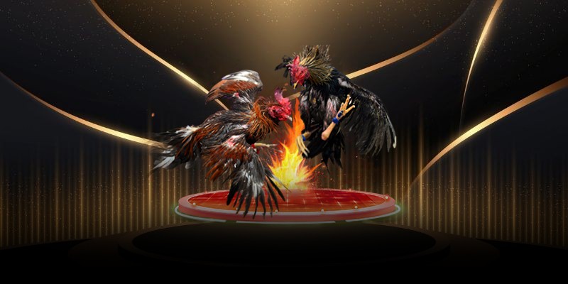 Vì sao đá gà cựa sắt luôn thu hút người chơi?